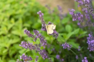 Close-up of butterfly on lavender flowers
