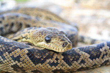 Selective focus shot of a Chilabothrus angulifer snake