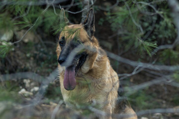 Perro pastor alemán en un bosque 
