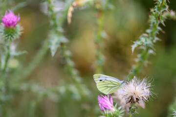 Kohlweißling, Schmetterling auf einer Pflanze Mariendistel sitzend.
