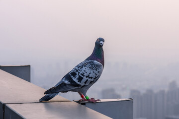 Pigeons on the eaves, homing pigeons