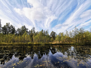 .The mirror surface of a forest lake, in which pine trees and the sky with beautiful clouds are reflected.