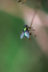 Eine Fliege sitzt auf einer Pflanze. Insekt auf einer Pflanze.