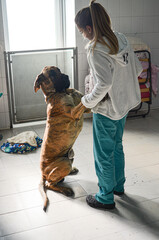 blond woman vet examinig a great dane dog after surgery - obrazy, fototapety, plakaty