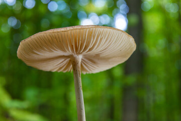Autumn delicate, beautiful mushroom macro close up of fruiting fungi on a fallen rotting tree with moss during soft overcast light in a open broad leaved woodland forest floor