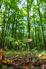Autumn delicate, beautiful mushroom macro close up of fruiting fungi on a fallen rotting tree with moss during soft overcast light in a open broad leaved woodland forest floor