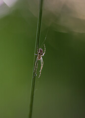 Eine kleine Spinne, Kreuzspinne in ihrem Netz an einer Pflanze.
