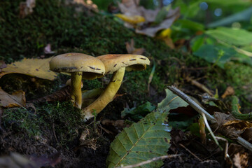 Autumn delicate, beautiful mushroom macro close up of fruiting fungi on a fallen rotting tree with moss during soft overcast light in a open broad leaved woodland forest floor