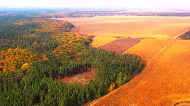 Autumn landscape. Arboretum them. Dokuchaev. 4K aerial photography.