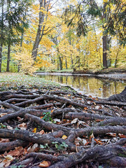 Autumn in the park. The roots of a large spruce growing on the shore of the pond.