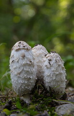 Forest mushrooms in the grass. Gathering mushrooms growing on an old tree stump in the forest