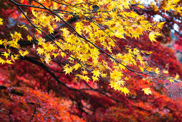 秋の横蔵寺