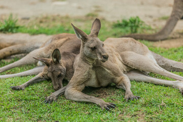 Fototapeta premium カンガルー