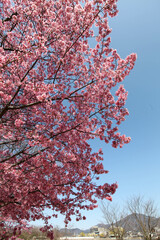 鴨川の河川敷に咲くオカメザクラ