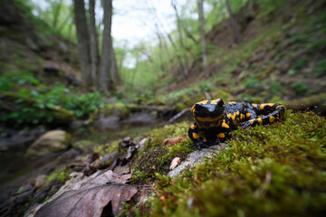 Fire salamander at moss stone