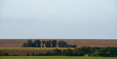 Panorama of summer green field. European rural view. Beautiful landscape of wheat field and green grass with stunning sky