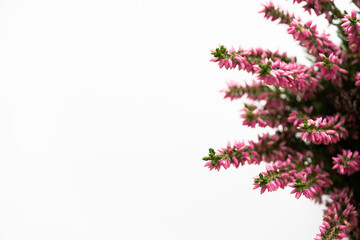 creative background: twigs of an indoor flower with pink flowers on a background
