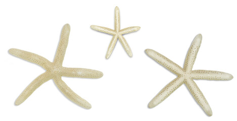 Beige starfishes on white isolated background. Cut out design elements. Vacation concept, sea, beach