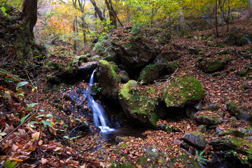 Creak runs through the forest of Mt. Mitake, Japan in autumn.