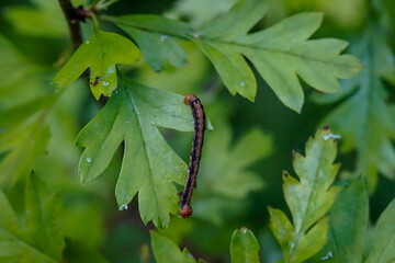 Portrait, Nahaufnahme einer Schmetterlingsraupe an einer Pflanze.
