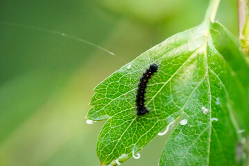 Portrait, Nahaufnahme einer Schmetterlingsraupe an einer Pflanze.
