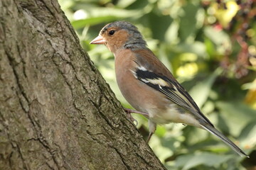 A chaffinch on a tree
