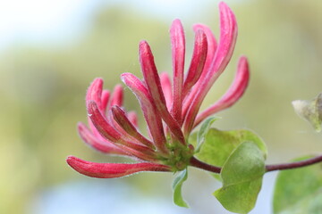 Fototapeta premium a closeup of some honeysuckle