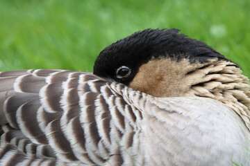 close up of a Nene
