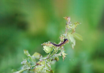 Portrait, Nahaufnahme einer Schmetterlingsraupe an einer Pflanze.
