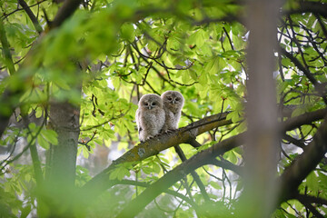 Tawny owl juveniles perched on a chestnut tree