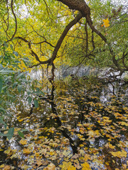 Autumn in the park. Willow with yellowing and falling leaves, bent over a pond in which ducks and maple leaves swim.