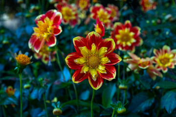 The dahlia (name, Pooh) in the dahlia garden Baden Baden near the lichtentaler alley. Baden Baden, Baden Württemberg, Germany