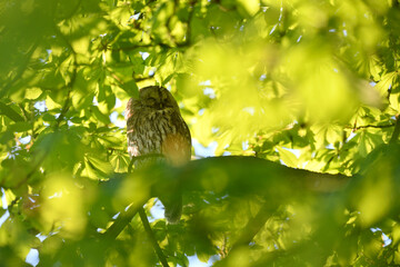 Tawny owl female perched on a chestnut tree