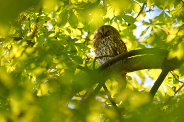 Tawny owl female perched on a chestnut tree