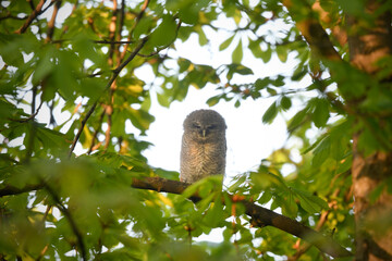 Tawny owl juvenile perched on a chestnut tree