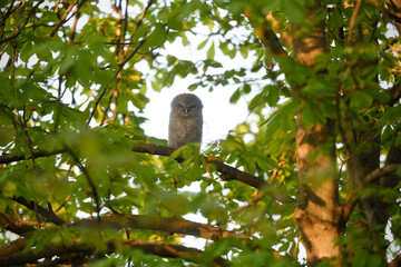 Tawny owl juvenile perched on a chestnut tree