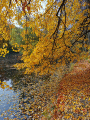 The shore of a pond with trees bent over the water, in which the sky is reflected, trees and fallen leaves float.