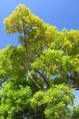 落葉の紅葉の葉と実をつけた秋の楠木と青空