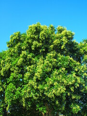 青い実をつけた秋のトウネズミモチと青空