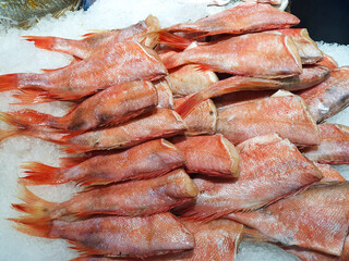 Red sea perch fish in the city market, counter with seafood. Seafood on display. Raw fillet of red sea perch a lot on ice. Top view