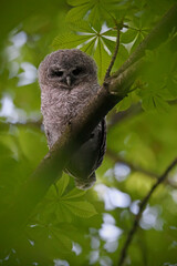 Tawny owl juvenile perched on a chestnut tree