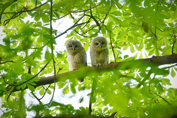 Tawny owl juveniles perched on a chestnut tree