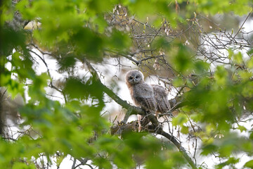 Tawny owl juveniles perched on a maple tree