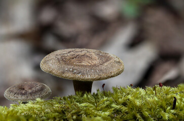 Eine Makroaufnahme eines Pilz im Wald. Essbar, giftig oder nicht genießbar?