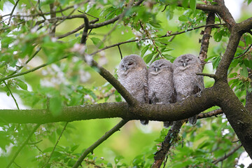 Tawny owl juveniles perched on a cherry tree