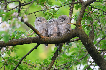 Tawny owl juveniles perched on a cherry tree