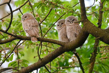 Tawny owl juveniles perched on a cherry tree