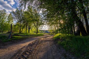 Naklejka premium road in the woods