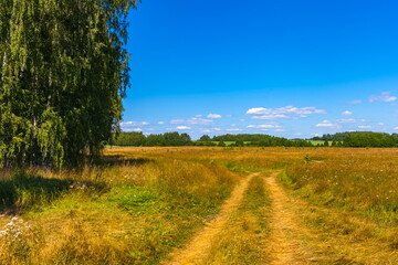 Summer landscape with grass, shrubs, trees and blue sky with white clouds