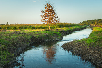 Autumn tree growing by a small river
